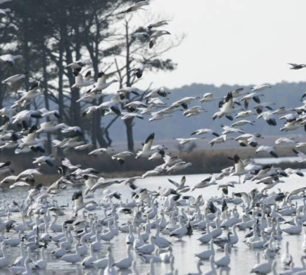 Wildlife finds sanctuary in the protected wild habitats of Virginia’s Eastern Shore. Courtesy of Visit Eastern Shore, Virginia