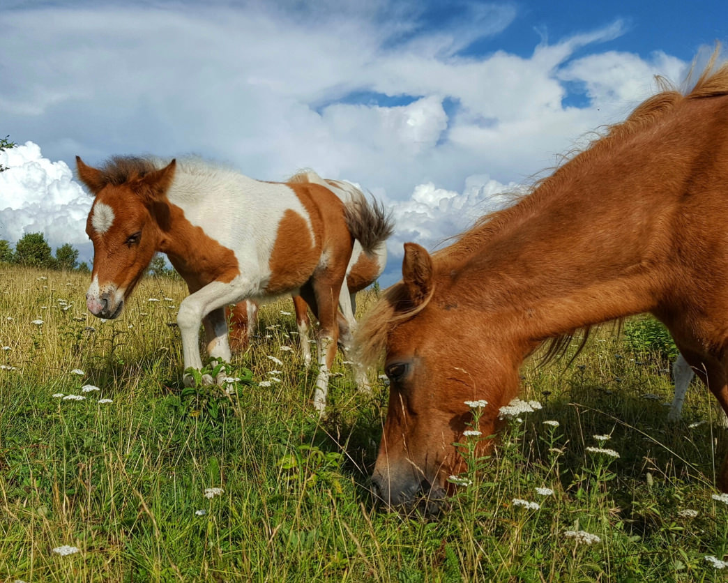 Walk along the Rhododendron Trail to see wild ponies at Grayson Highlands.